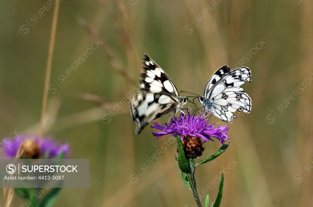 Marbled Whites gathering nectar from a knapweed Lot France