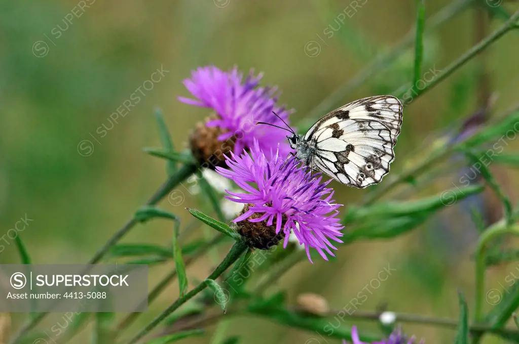 Marbled White on a knapweed Lot France