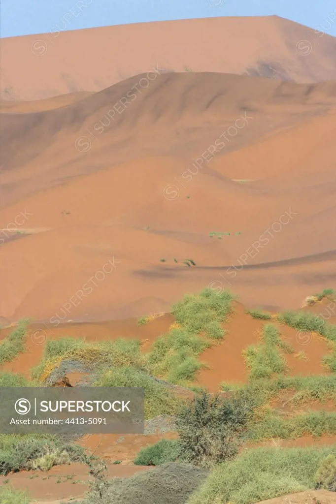 Dune and vegetation Sossusvlei Namibia