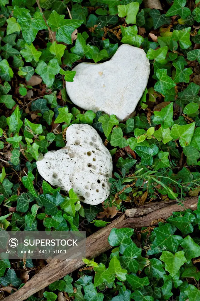 Heart shaped stones on English ivy