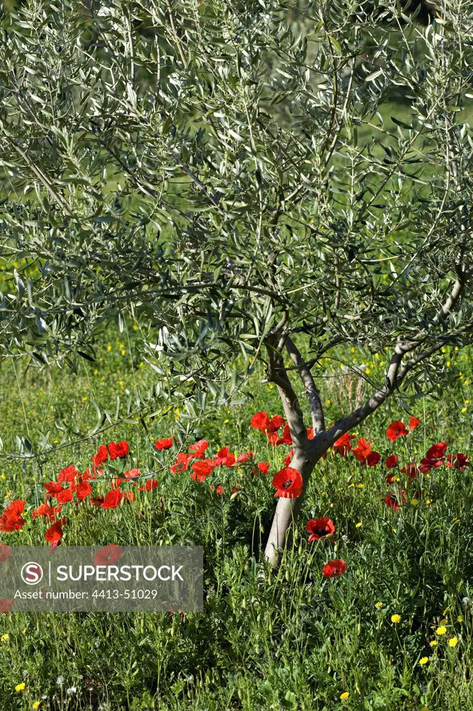 Olive tree and corn poppies in a garden Provence France