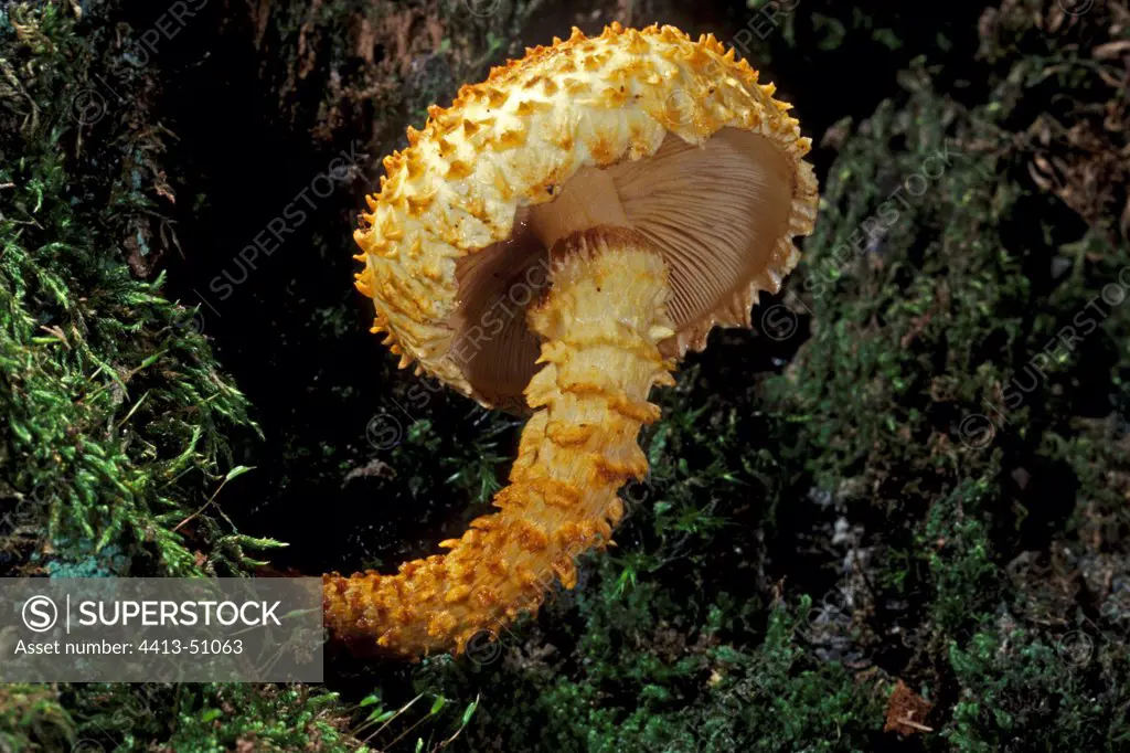 Pholiota on a stump in decomposition Essonne France