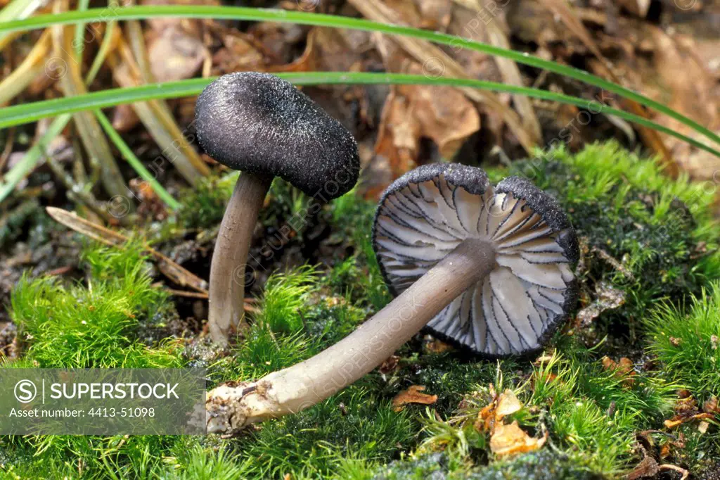 Blue Edge Pinkgills in the moss Essonne France