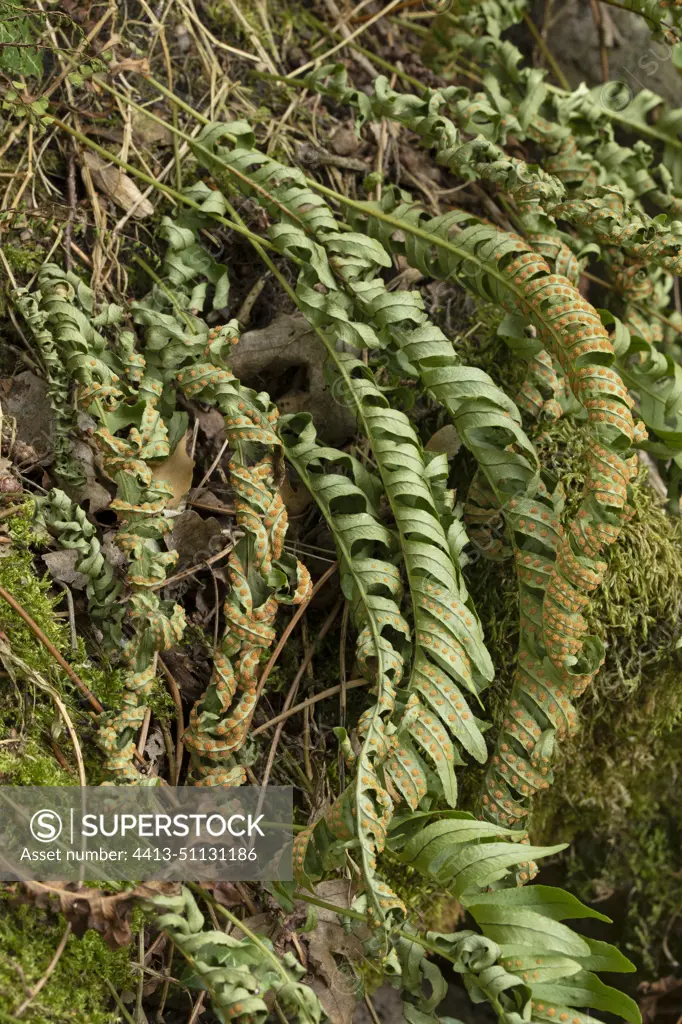 Common polypody (Polypodium vulgare) desiccated, will revival after drought