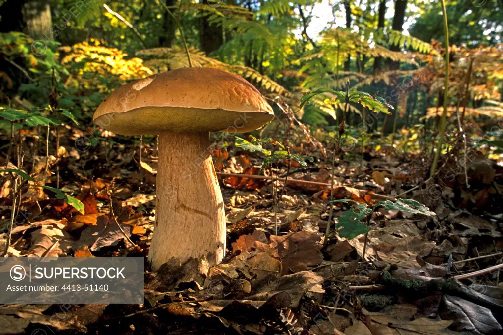 King Bolete in a clearing Essonne France