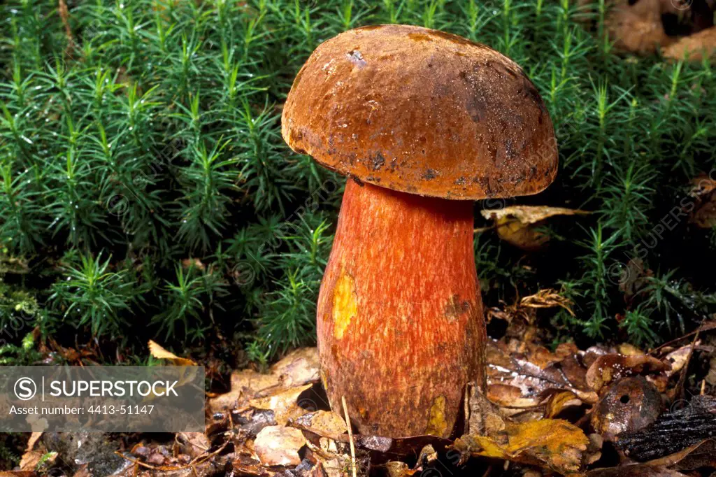 Red foot Bolete in wet undergrowth Essonne France