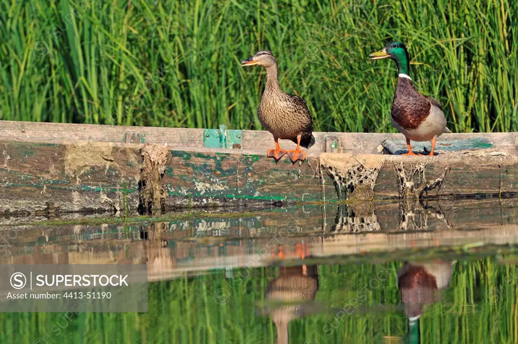 Mallard ducks perched on a boat on the river Doubs