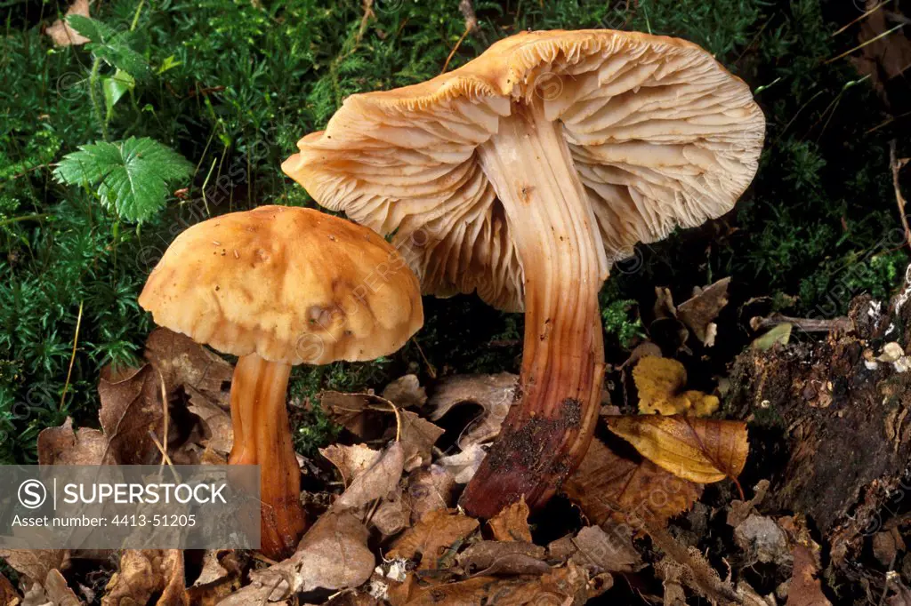 Spindle Thoughshanks in undergrowth Essonne France