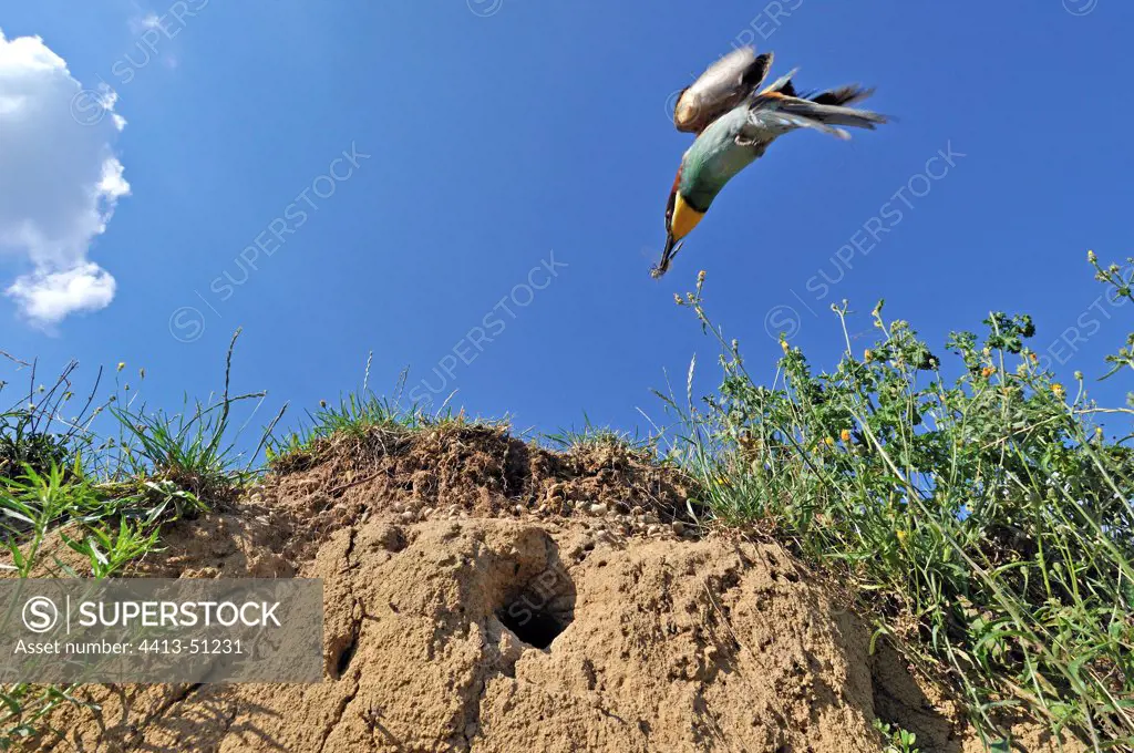 European Bee-eater providing an insect to its chick at nest