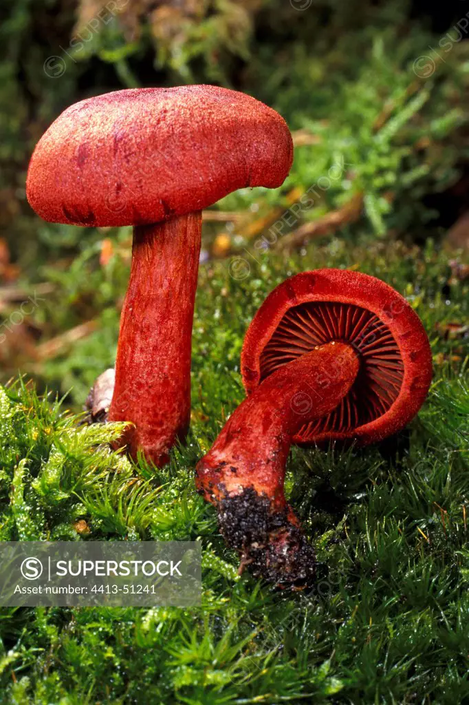 Bloodred Webcaps in the moss Essonne France