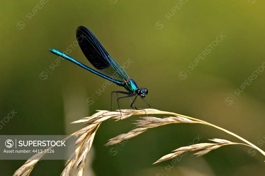 Dragonfly pose on a gramineae Correze France