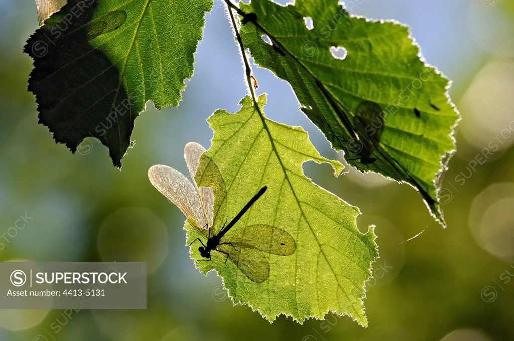 Dragonflies in Chinese shades on filbert leaves