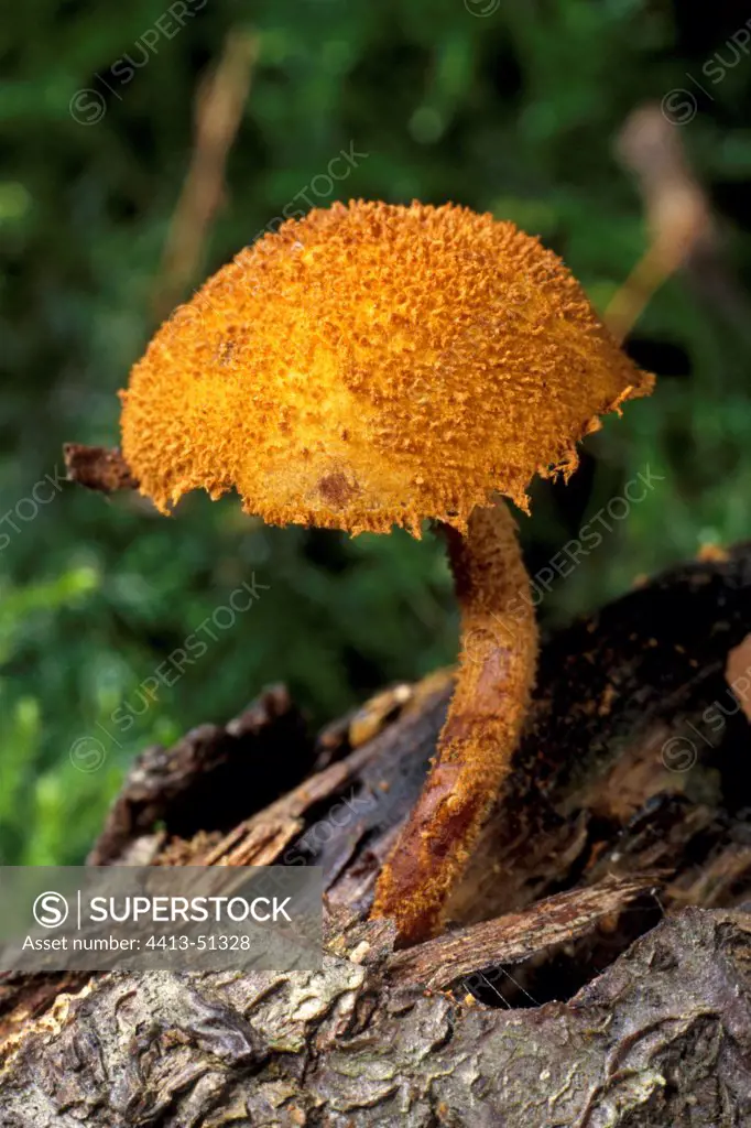 Toothed powdercap growing on dead wood France