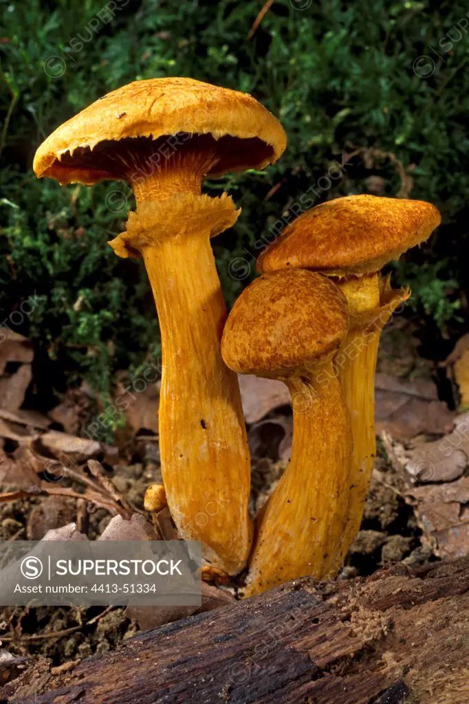 Big laughing Mushrooms on the humus Essonne France