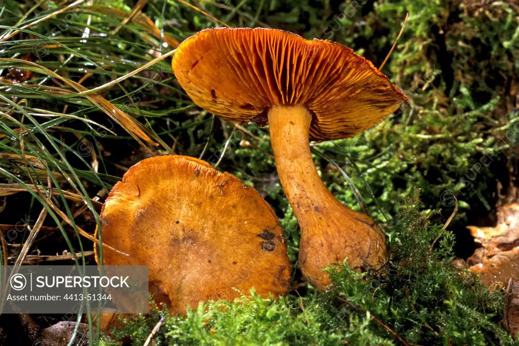 Gymnopilus Mushrooms in the moss Essonne France