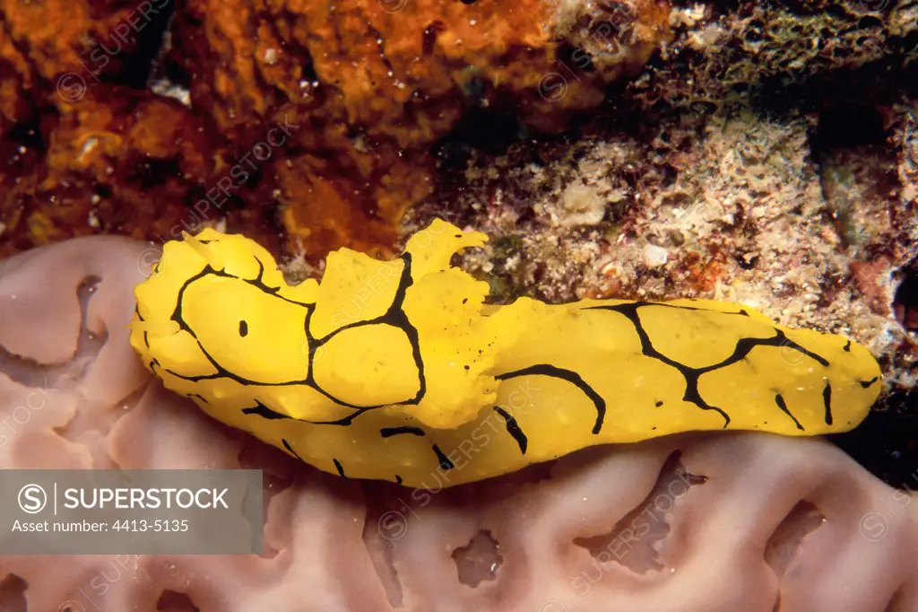 Black yellow Nudibranch on a reef Lizard Island Australia