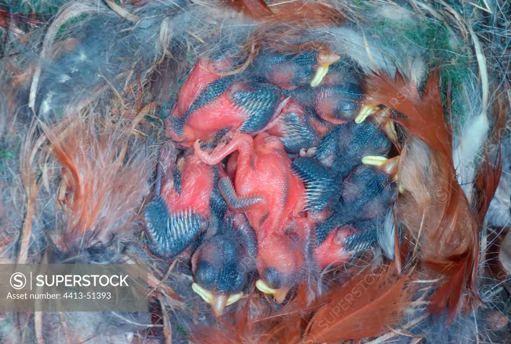 Blue Tits chicks in nest Spain