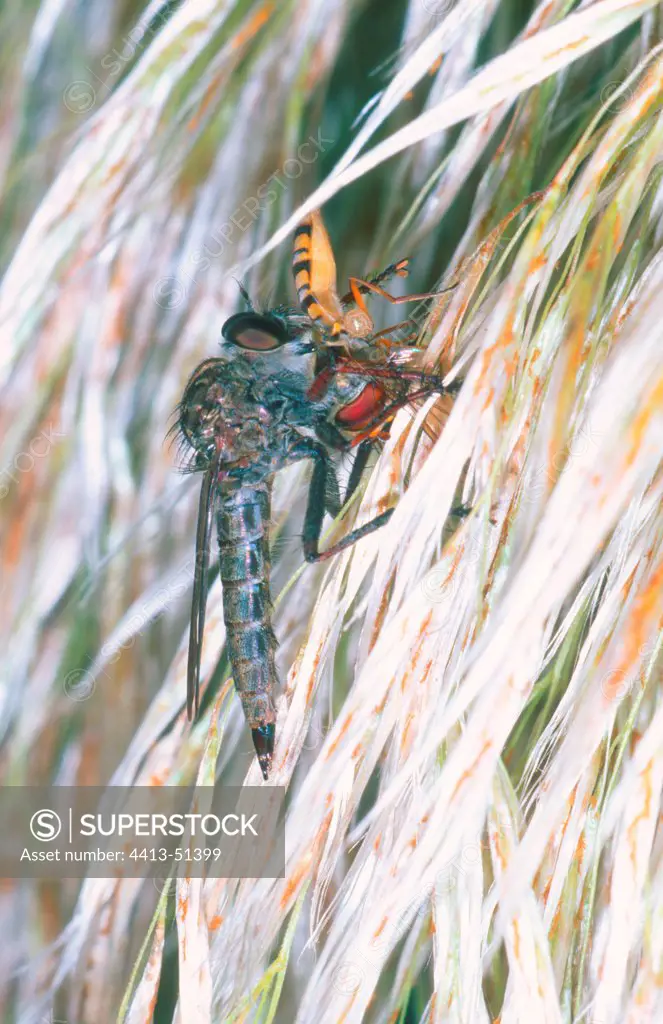 Robber-fly Eating a Hover-fly prey Spain