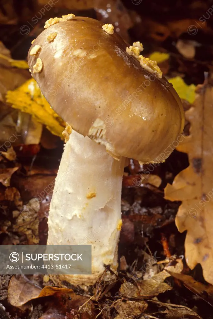Yellow-veiled amanita on a carpet of dead leaves France