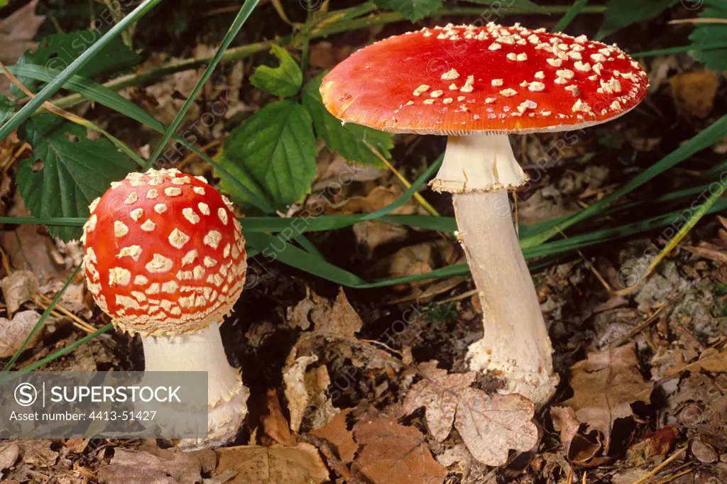 Fly agaric young an mature Essonne France