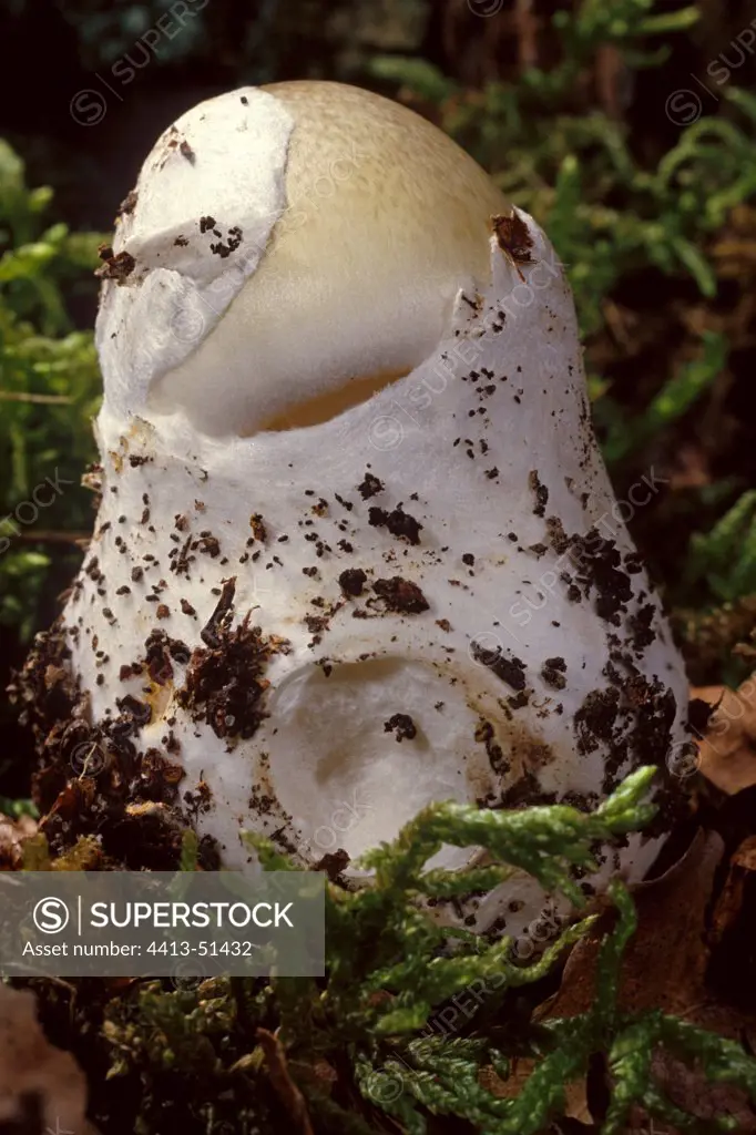 Death Cap emerging from its volve Essonne France