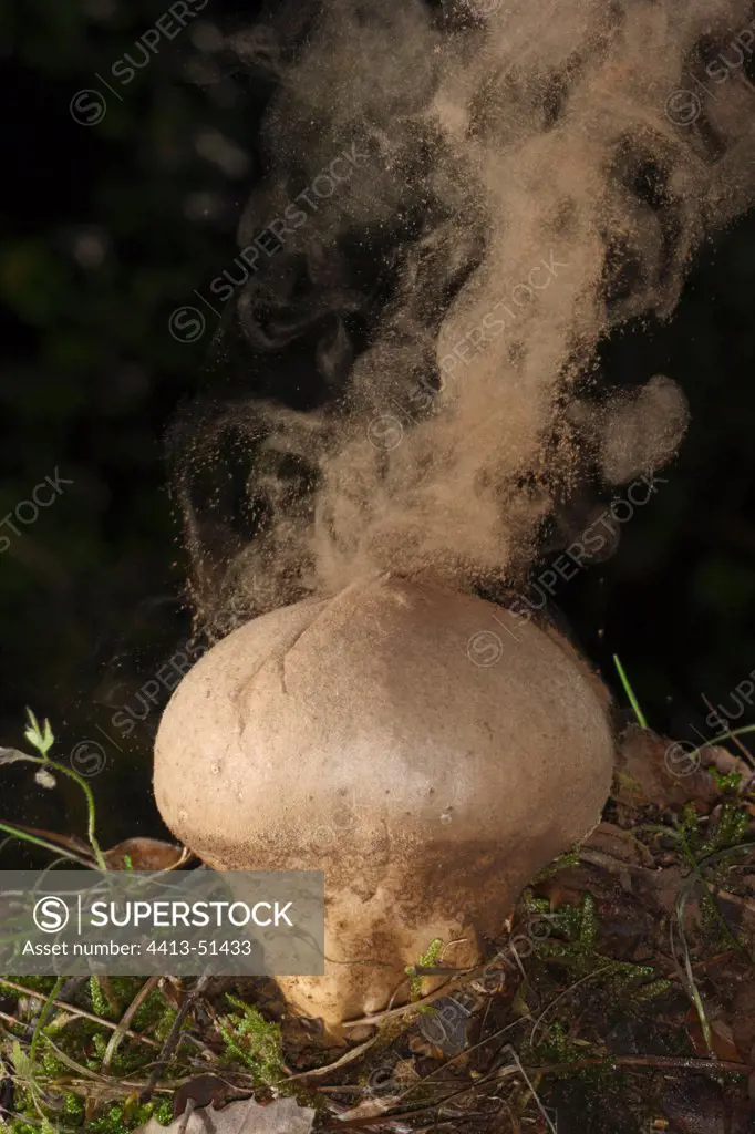 Common Puff-ball Mushroom Exploding spores Spain