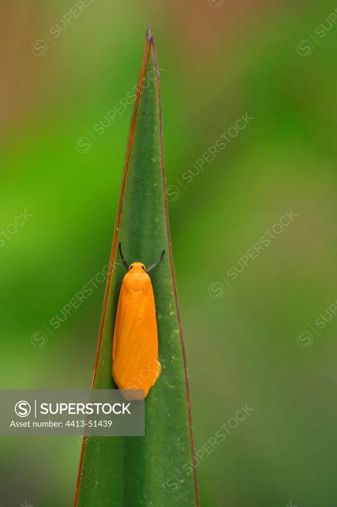 Orange Footman Moth at rest on leaf Spain