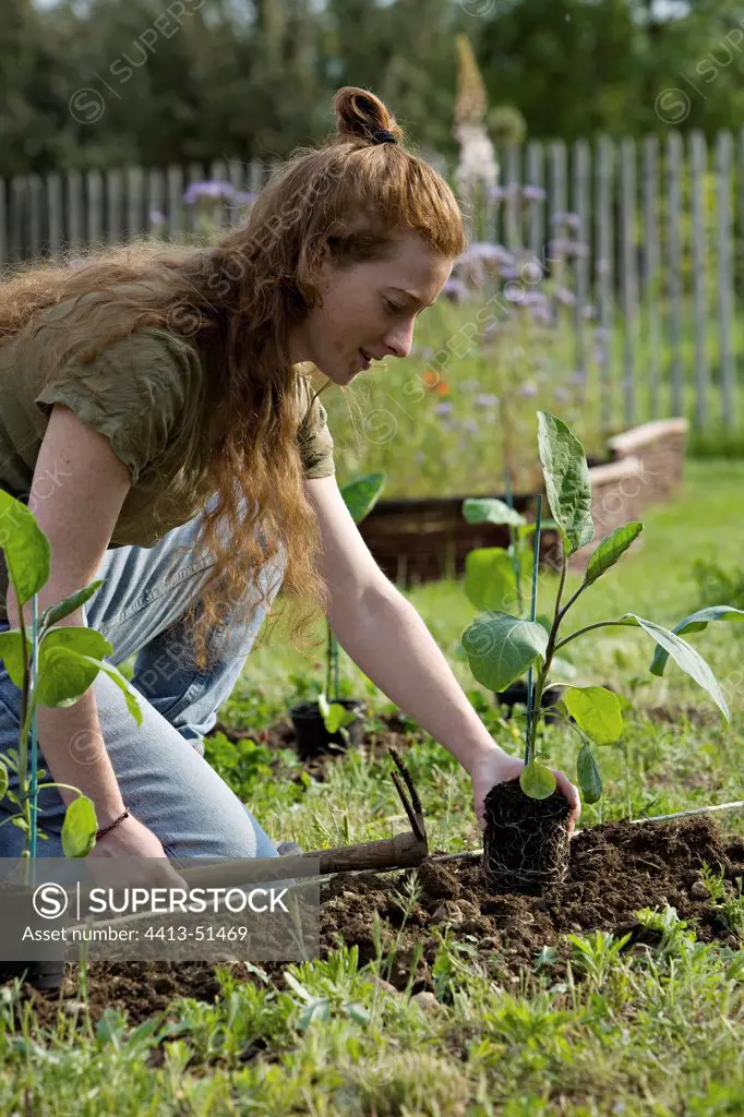 Young red-haired girl planting eggplants in a kitchen garden