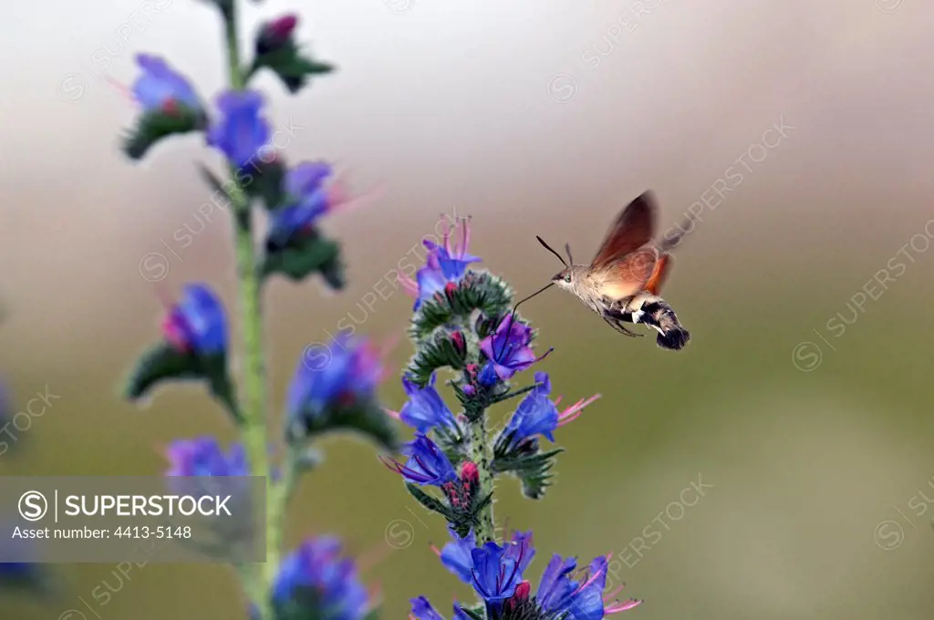 Olive Bee Hawk moth gathering nectar from blueweed France