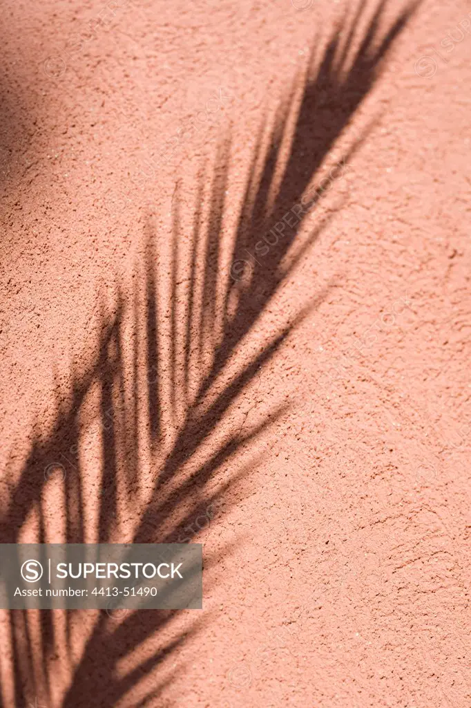 Palm leaf shadow on an ochre red wall in Provence France