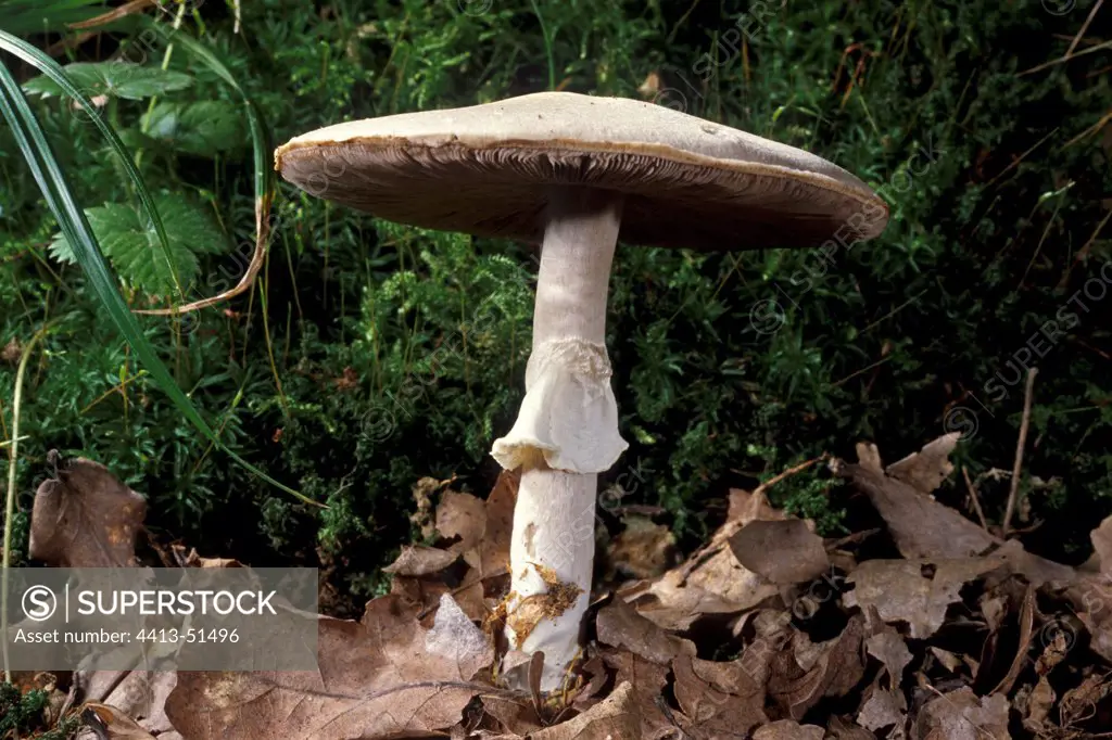 Wood mushroom in dead leaves France