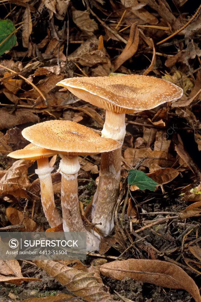 Honey mushrooms in broad leaved trees undergrowth France