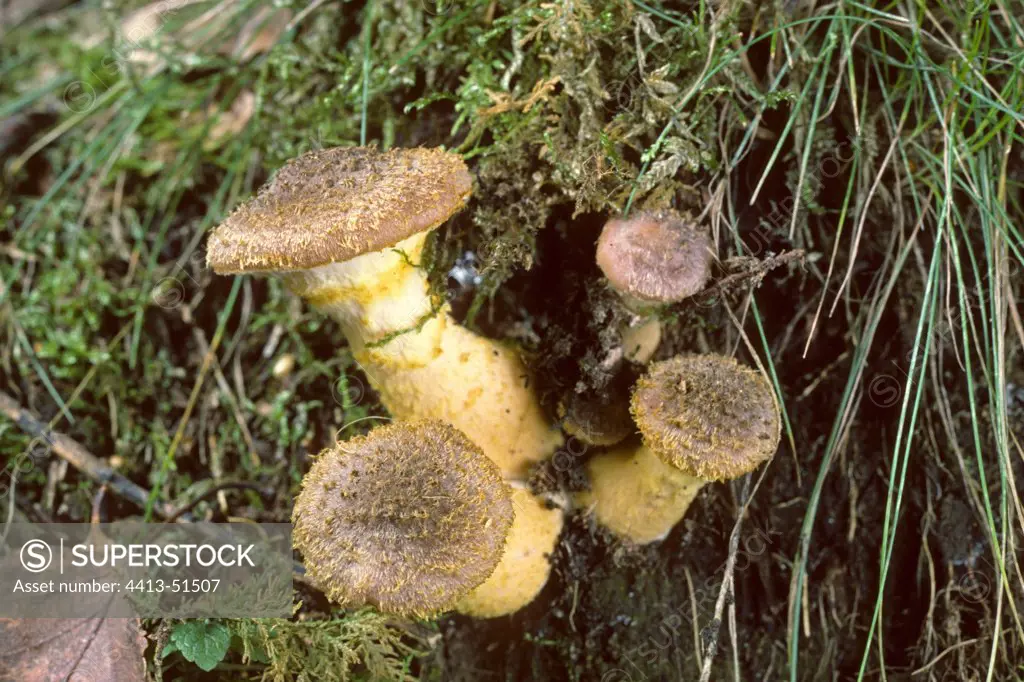 Tuft of young Honey mushrooms France