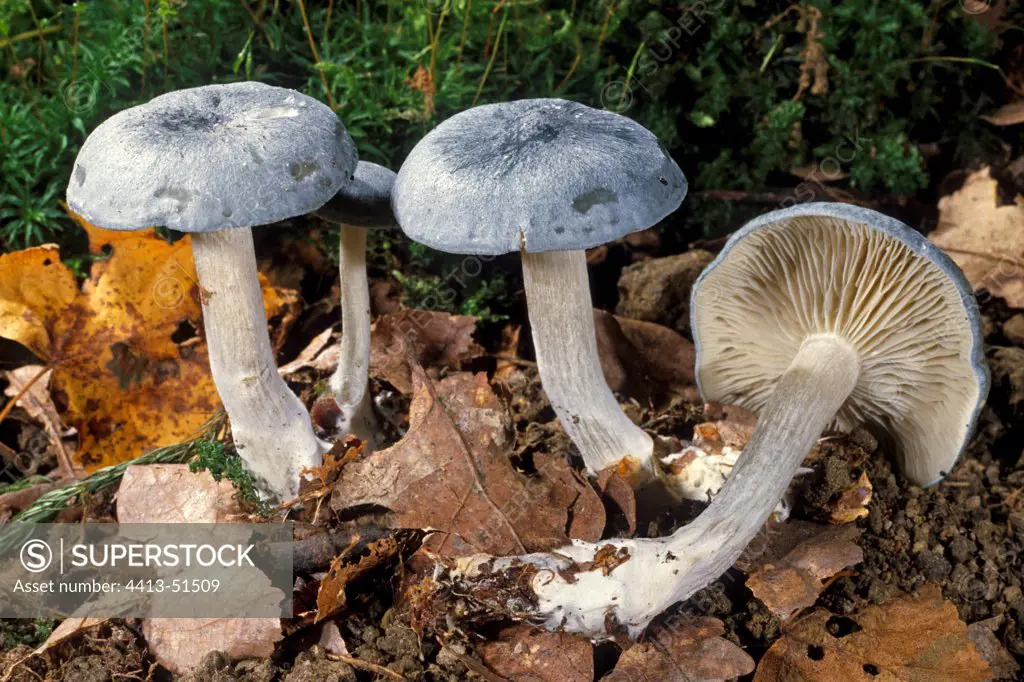 Aniseed Funnel Caps on the humus of an undergrowth France