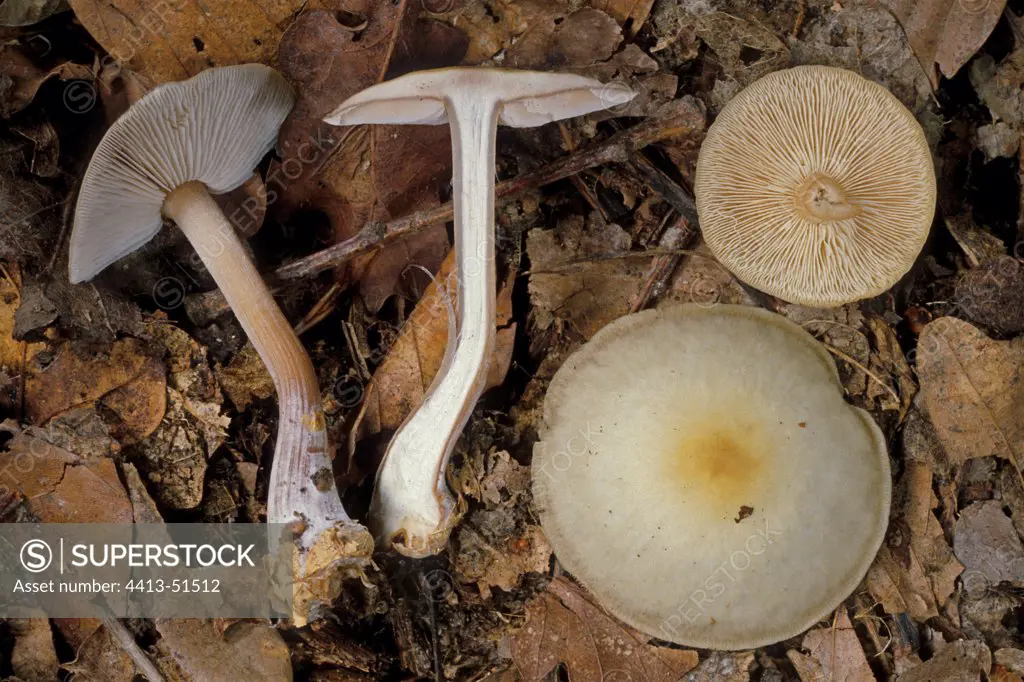 Collybia Mushrooms in dead leaves France