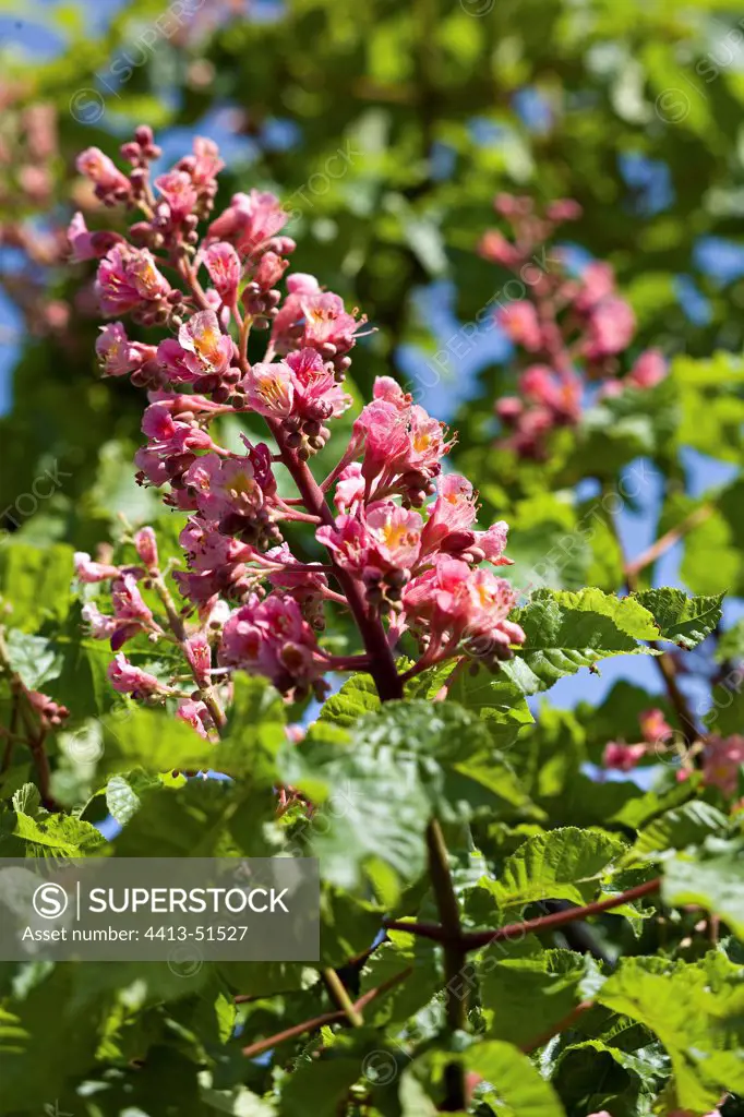 Red horse chestnut tree inflorescence in a garden Provence
