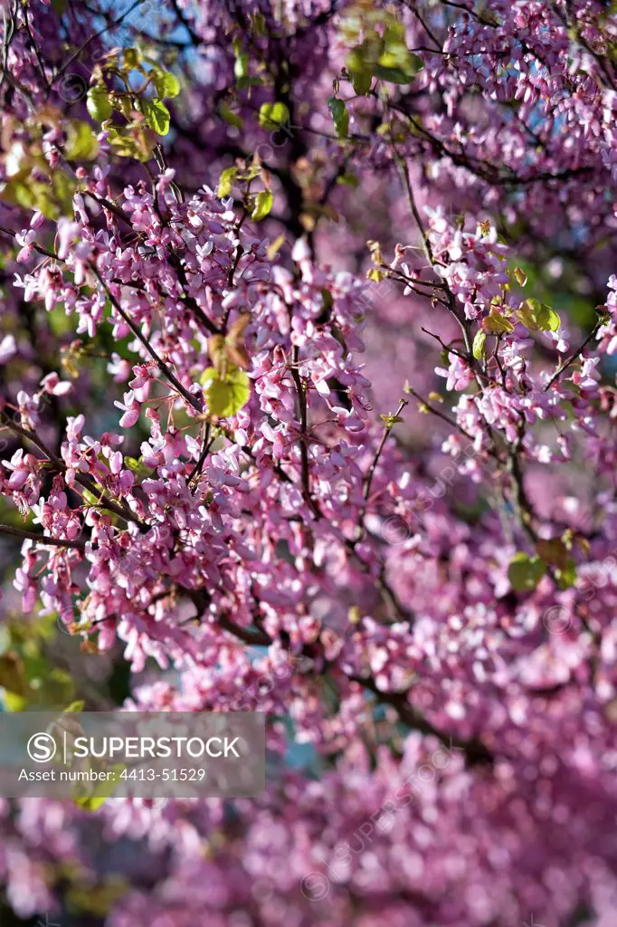 Judas tree in bloom in a garden of Provence France