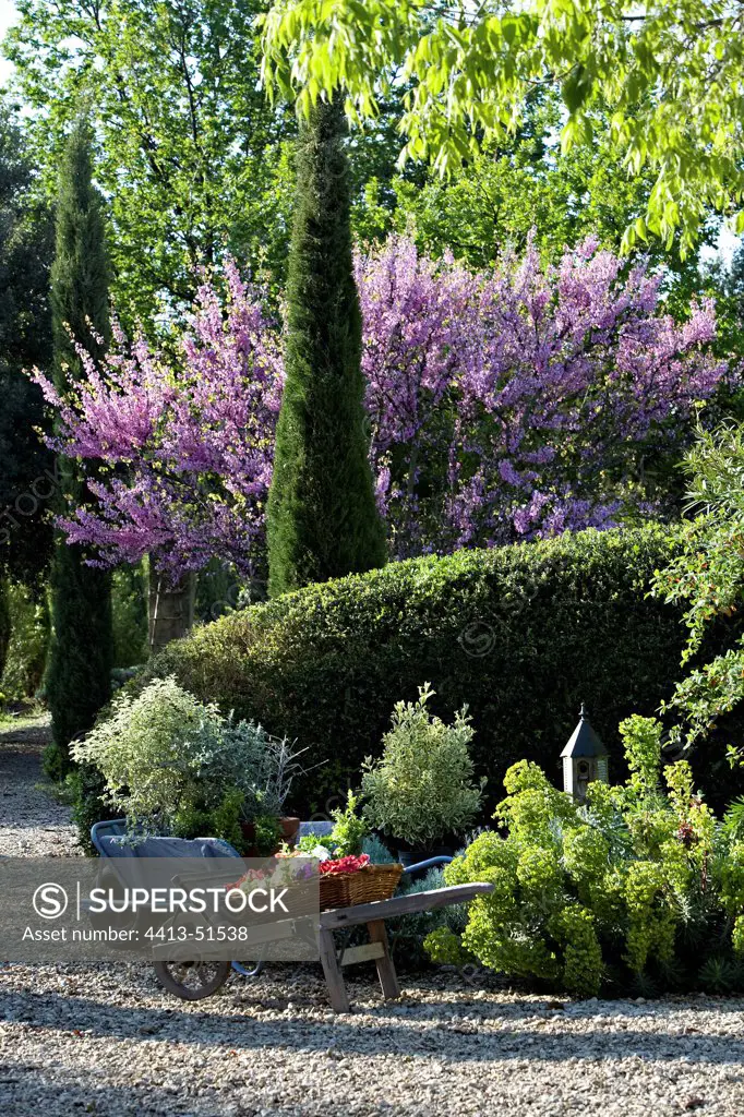 Common box and Judas tree in a garden of Provence
