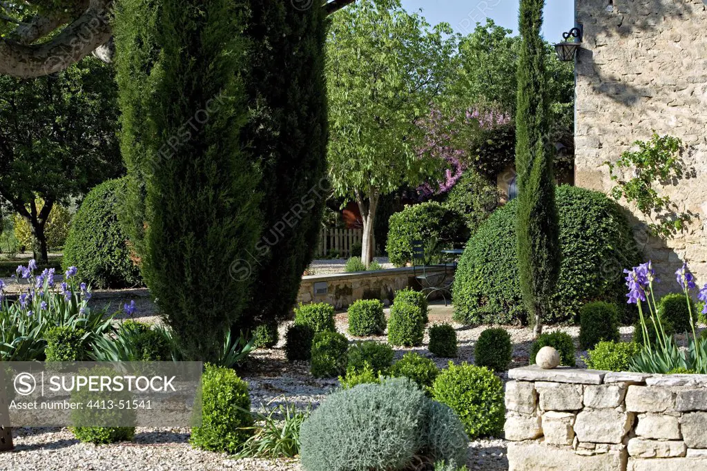 Common box topiaries and cypress in a garden of Provence