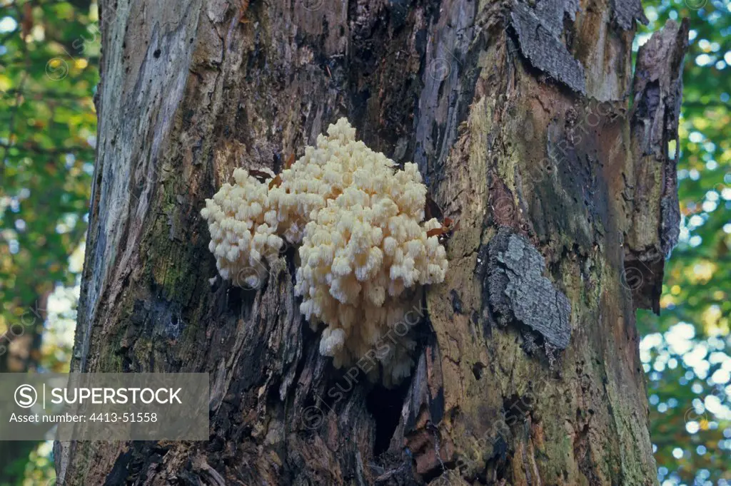 Coral tooth on a dead trunk Essonne France