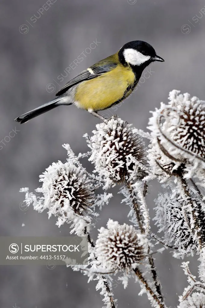 Great Tit posed on frosen teasels France