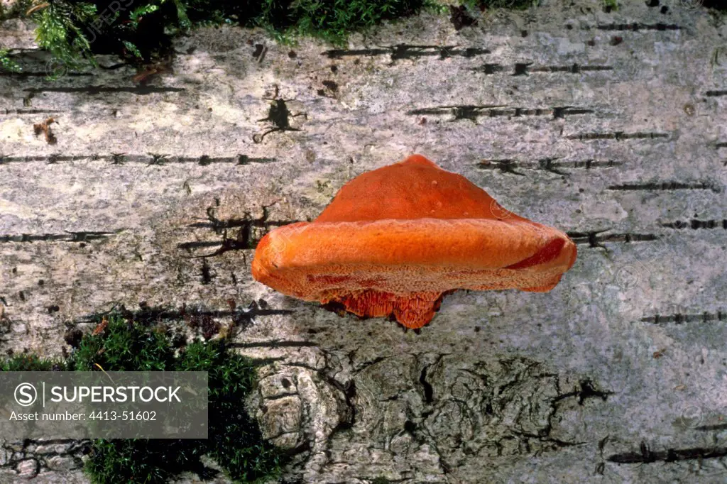 Cinnabar red Polypore on a dead trunk Essonne France