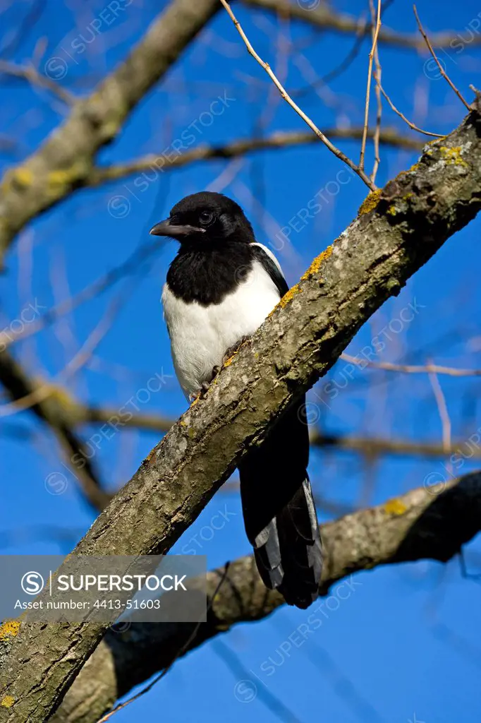 Common Magpie perched on a tree in Provence