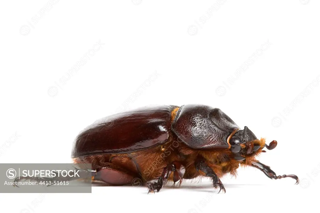 Female rhinoceros beetle Provence