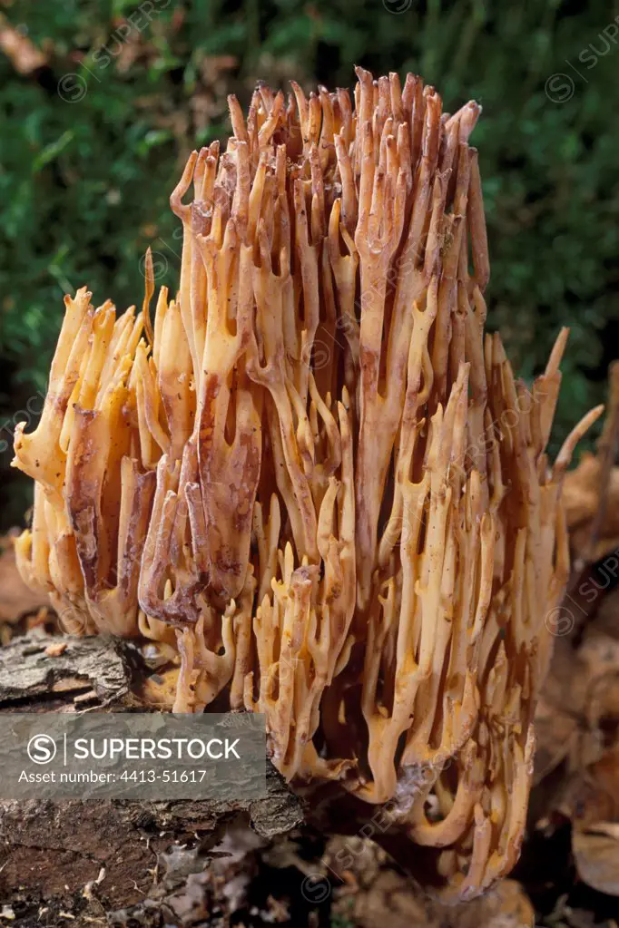 Upright coral on a dead trunk Essonne France