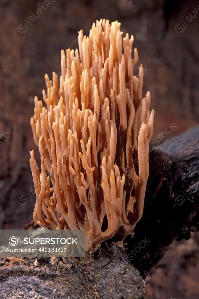 Upright coral on a dead wood Essonne France