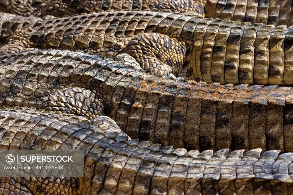 Nile crocodiles Djerba Tunisia