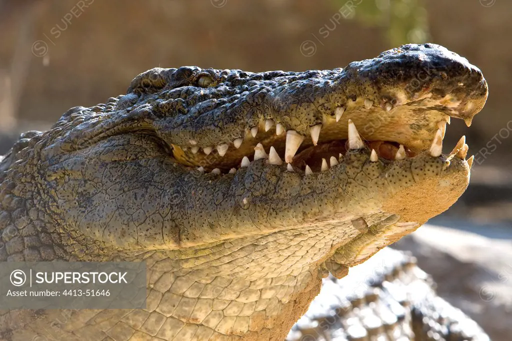 Nil crocodiles from a farm in Djerba Tunisia
