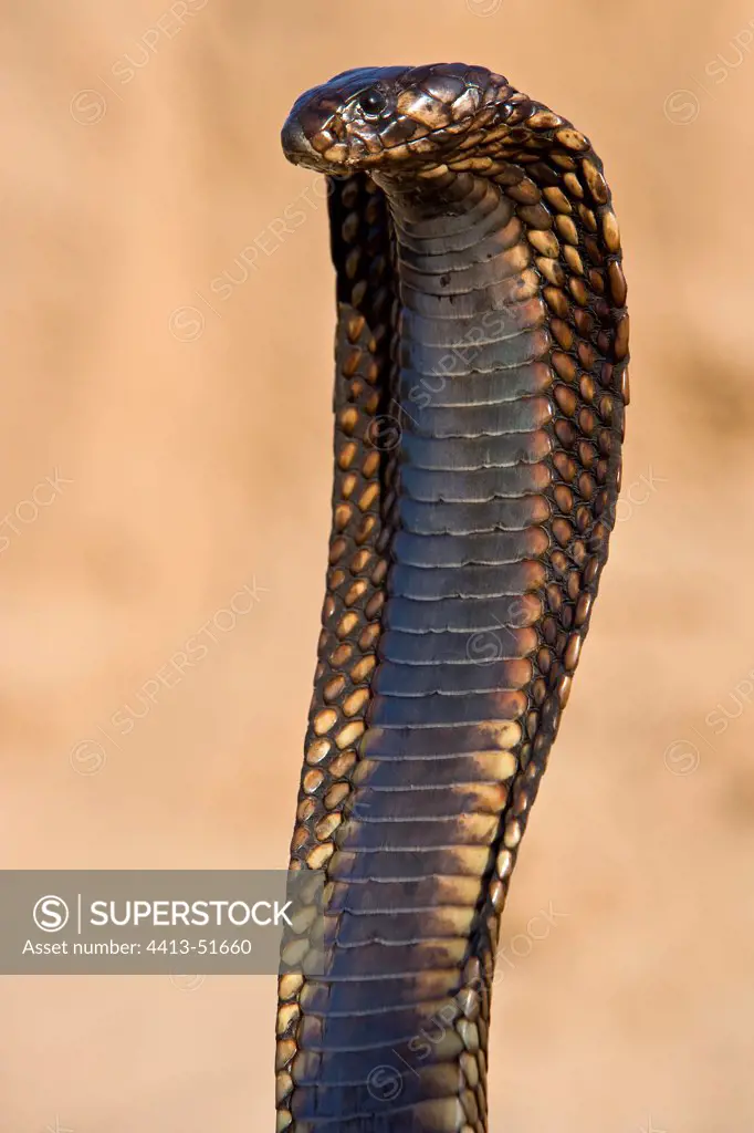 Egyptian cobra upright posture in menaceTunisie