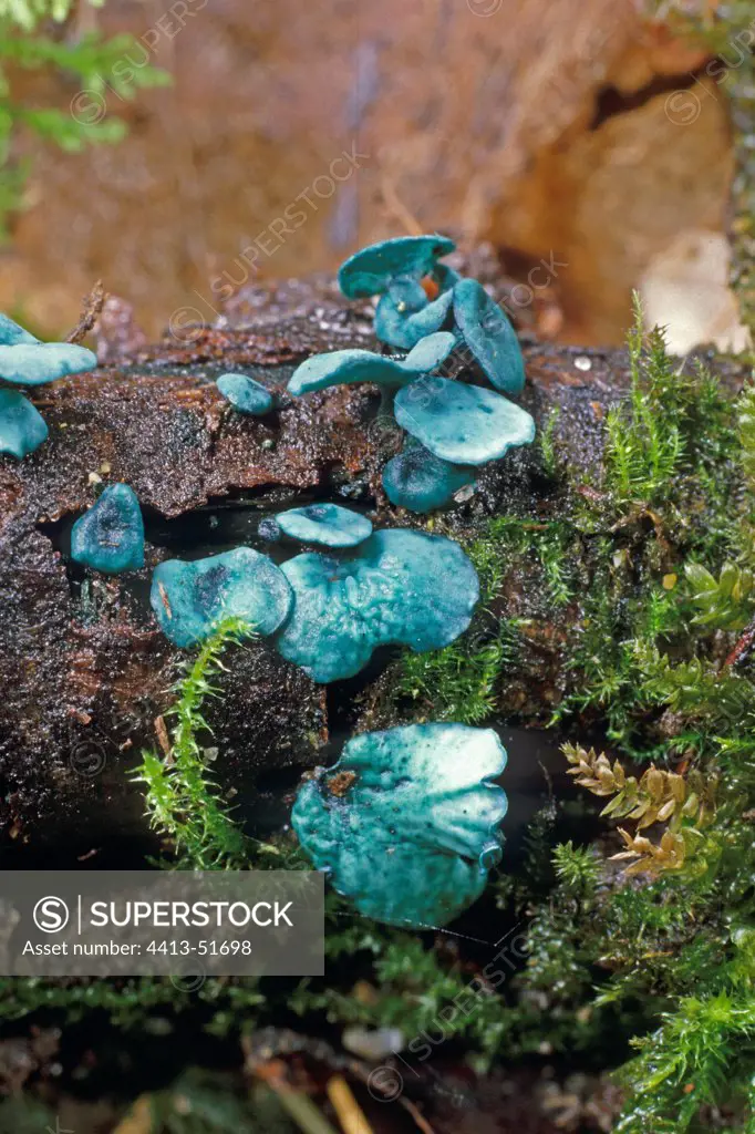 Green elfcups on a dead wood Essonne France